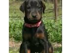Doberman Pinscher Puppy for sale in Troup, TX, USA