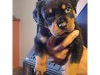 Rottweiler Puppy for sale in Hobart, IN, USA