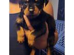 Rottweiler Puppy for sale in Hobart, IN, USA