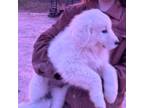 Maremma Sheepdog Puppy for sale in Carthage, NC, USA
