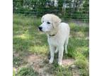 Maremma Sheepdog Puppy for sale in Carthage, NC, USA