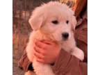 Maremma Sheepdog Puppy for sale in Carthage, NC, USA