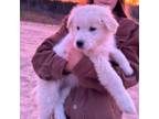 Maremma Sheepdog Puppy for sale in Carthage, NC, USA