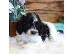 Poodle (Toy) Puppy for sale in West Plains, MO, USA