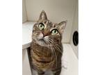 Adopt Bella a Domestic Short Hair