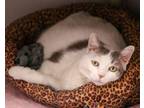 Adopt BABY GIRL a Domestic Short Hair