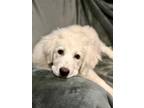 Adopt Millie Puppy a Great Pyrenees, Maremma Sheepdog