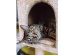 Adopt Kira a Domestic Short Hair