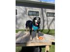 Adopt Reagan a Bluetick Coonhound