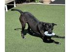 Adopt Versace Marie a Labrador Retriever, Mixed Breed