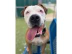 Adopt Rollo a Shar-Pei, Mixed Breed