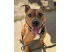 Adopt Charlie a Pit Bull Terrier