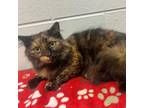 Adopt June a Domestic Medium Hair