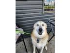 Adopt Nala a Great Pyrenees