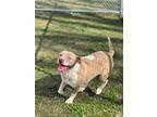 Adopt Flopsy a Pit Bull Terrier