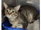 Adopt JACEY a Abyssinian