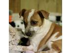 Adopt Angela a Australian Cattle Dog / Blue Heeler