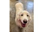 Adopt Grace a Great Pyrenees, Mixed Breed