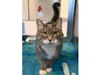 Adopt Fantasia a Domestic Short Hair