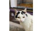 Adopt Lillith a Domestic Short Hair