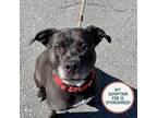 Adopt Annie a Pit Bull Terrier