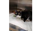 Adopt Queekay a Domestic Short Hair