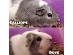 Adopt Calliope & Dove (Bonded Pair) a Guinea Pig
