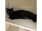 Adopt Blackie a Domestic Short Hair