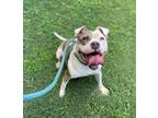 Adopt Meadow a Pit Bull Terrier, Mixed Breed