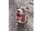 Adopt Bella a Pit Bull Terrier, Mixed Breed