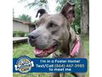 Adopt Asha a Pit Bull Terrier