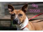 Adopt Sky a Boxer, Mixed Breed