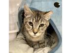 Adopt Jane a Tabby, Domestic Short Hair