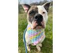 Adopt Berry a Pit Bull Terrier