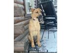 Adopt RUBY a Black Mouth Cur, Mixed Breed