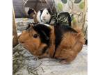 Adopt Julia Rodent a Guinea Pig