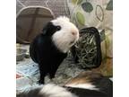 Adopt Gwen Stefurry a Guinea Pig