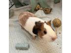 Adopt Guineffer Aniston a Guinea Pig