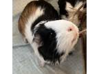 Adopt Kristen Bell Pepper a Guinea Pig