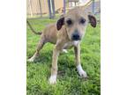 Adopt Janet a Black Mouth Cur