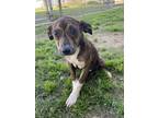 Adopt Jezebel a Mountain Cur