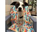 Adopt Mercy a Rat Terrier, Mixed Breed