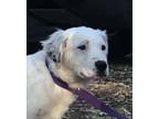 Adopt Victoria ATX a Great Pyrenees, Australian Shepherd