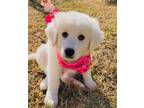 Adopt Sky HTX a Great Pyrenees
