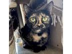 Adopt Catania a Domestic Short Hair