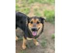 Adopt Delilah a Australian Shepherd, Mixed Breed