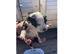 Adopt Mazie a Australian Cattle Dog / Blue Heeler, Mixed Breed