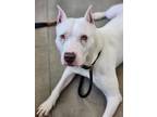 Adopt Tiki a Dogo Argentino, Mixed Breed