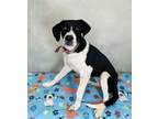 Adopt Honey Sesame a Pointer, Mixed Breed