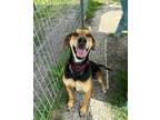 Adopt Pippa (Paola) a Black and Tan Coonhound, Hound